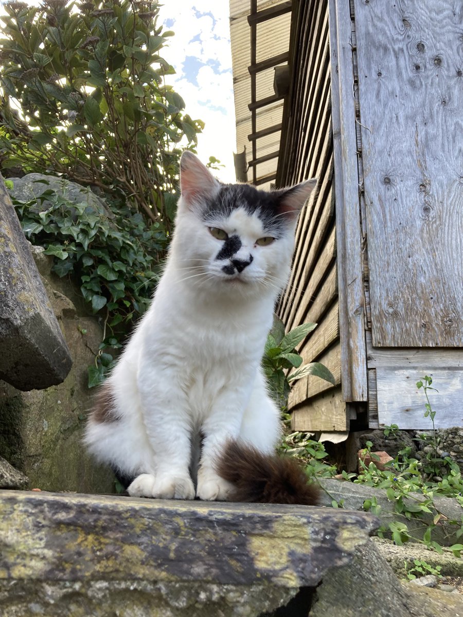 kuronekotashiro's tweet photo. こちらもどうぞ😸
4枚目は閉店後、扉を開けたらいつの間にか侵入していたグレモフ😂

#猫島 #田代島クロネコ堂 #tashirojima #CatsOfX #CatsOnX #cat #cats #catlover #catisland https://t.co/Dpt14TCKnU