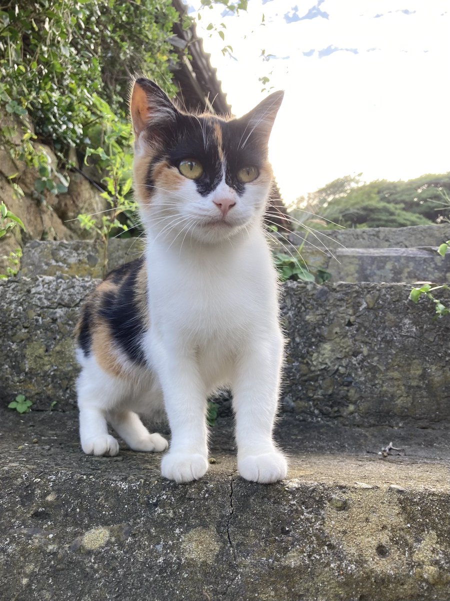 kuronekotashiro's tweet photo. こちらもどうぞ😸
4枚目は閉店後、扉を開けたらいつの間にか侵入していたグレモフ😂

#猫島 #田代島クロネコ堂 #tashirojima #CatsOfX #CatsOnX #cat #cats #catlover #catisland https://t.co/Dpt14TCKnU