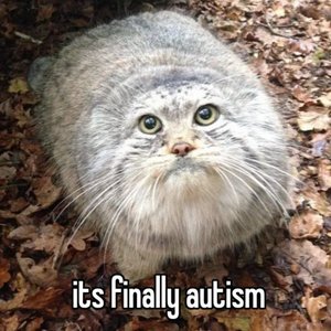 _Robert_Paul2_'s tweet photo. It's finally autism #manul #autumn https://t.co/5oKyXLtiOl