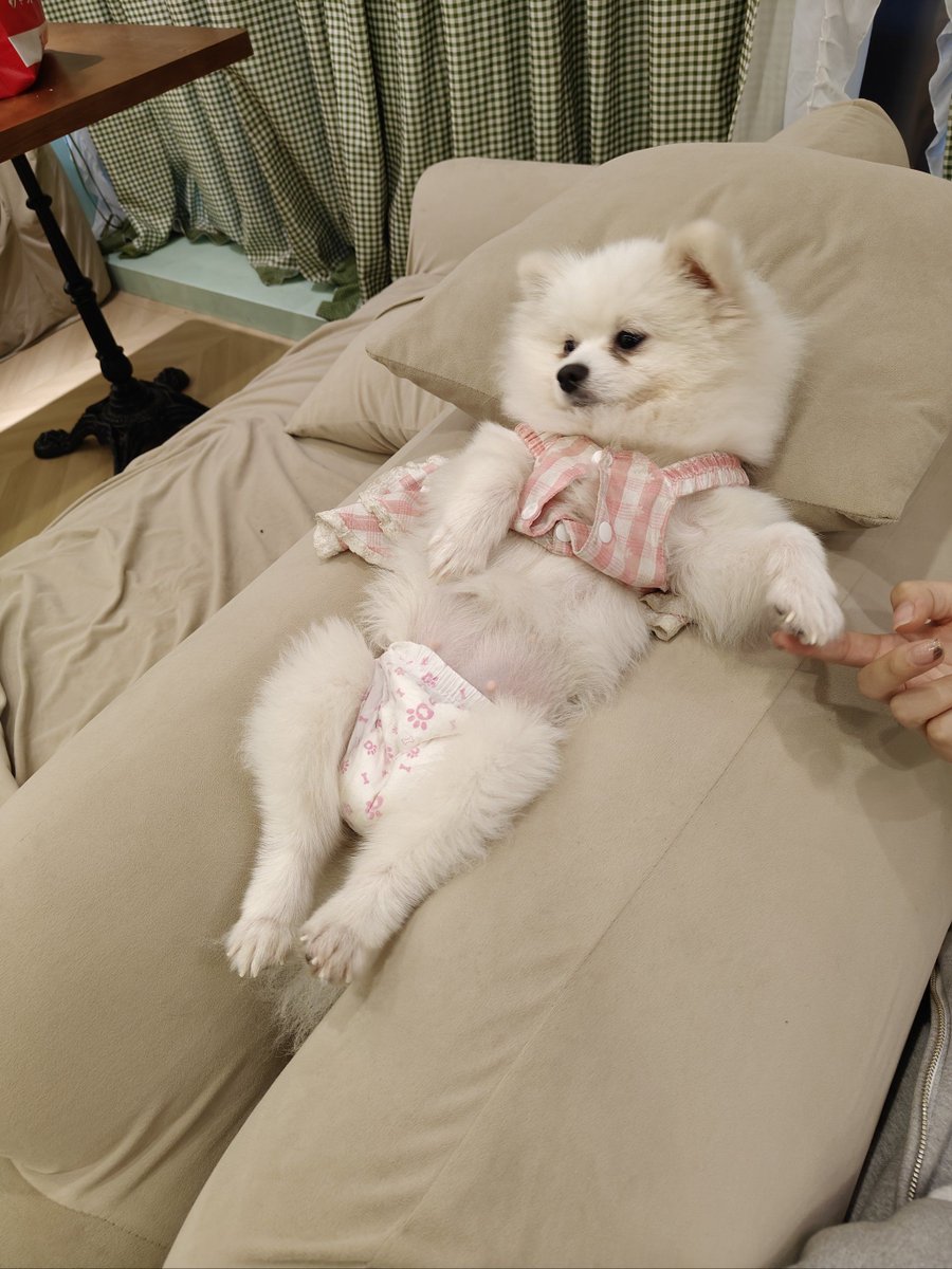 RanaYurmanbo9u's tweet photo. La mejor compaía no tiene precio! Mi perro me alegra cada día, paseemos o solo acurruquemonos en casa. https://t.co/0IL5JjFbBP