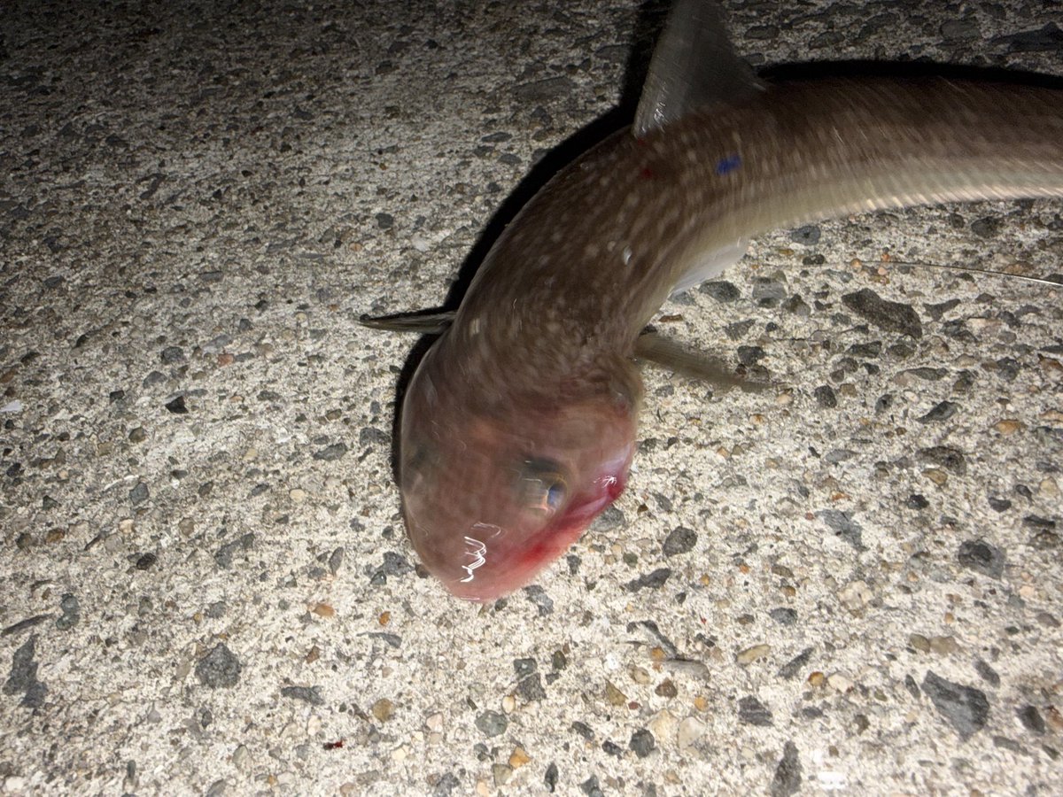kankodorisub's tweet photo. 釣り遠征の結果ですよ
タチウオ釣りに行ったんだけど一匹だけだったな…
屋台ラーメン美味しかった https://t.co/srj8hpLtjb