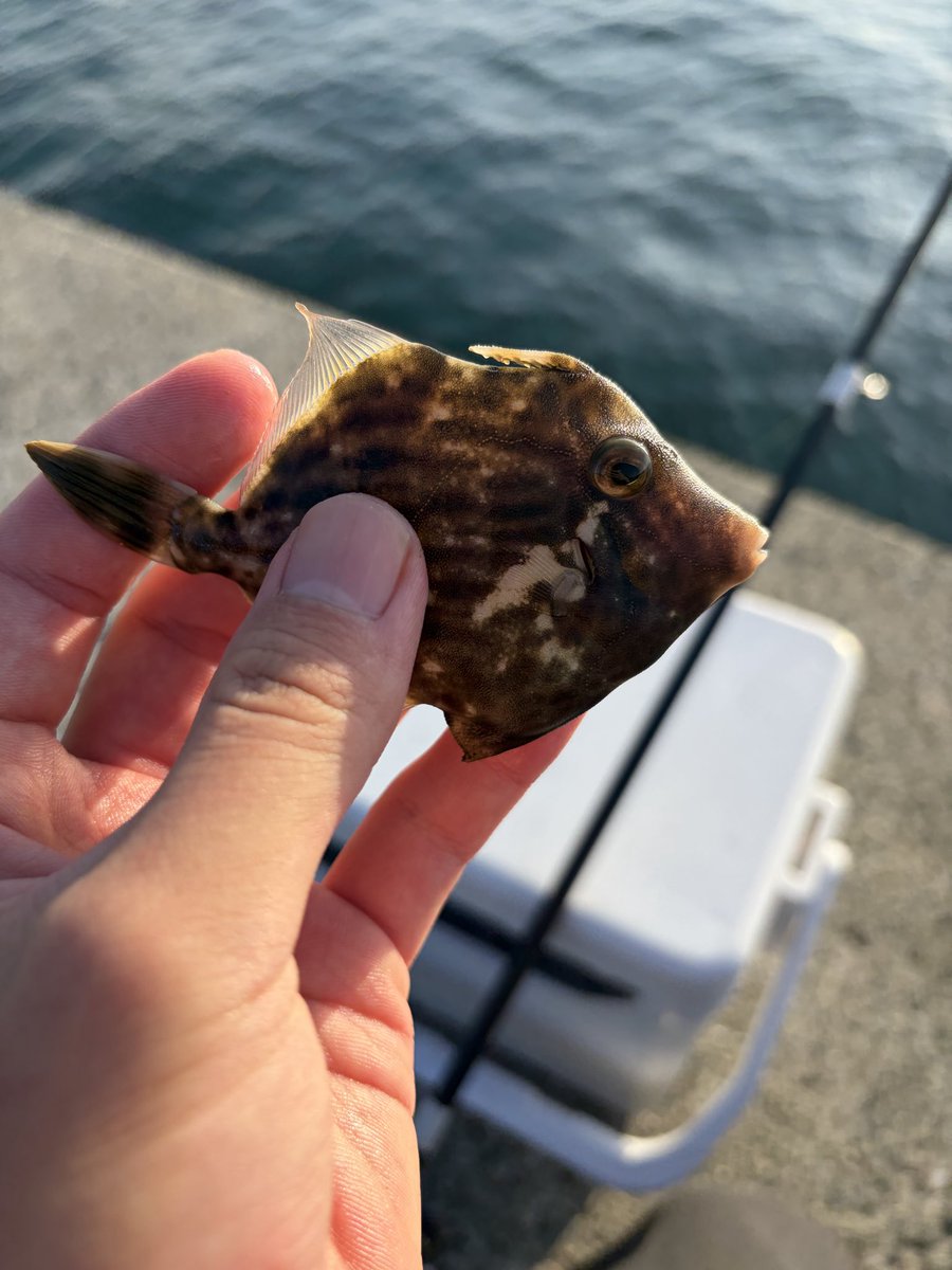 kankodorisub's tweet photo. 釣り遠征の結果ですよ
タチウオ釣りに行ったんだけど一匹だけだったな…
屋台ラーメン美味しかった https://t.co/srj8hpLtjb