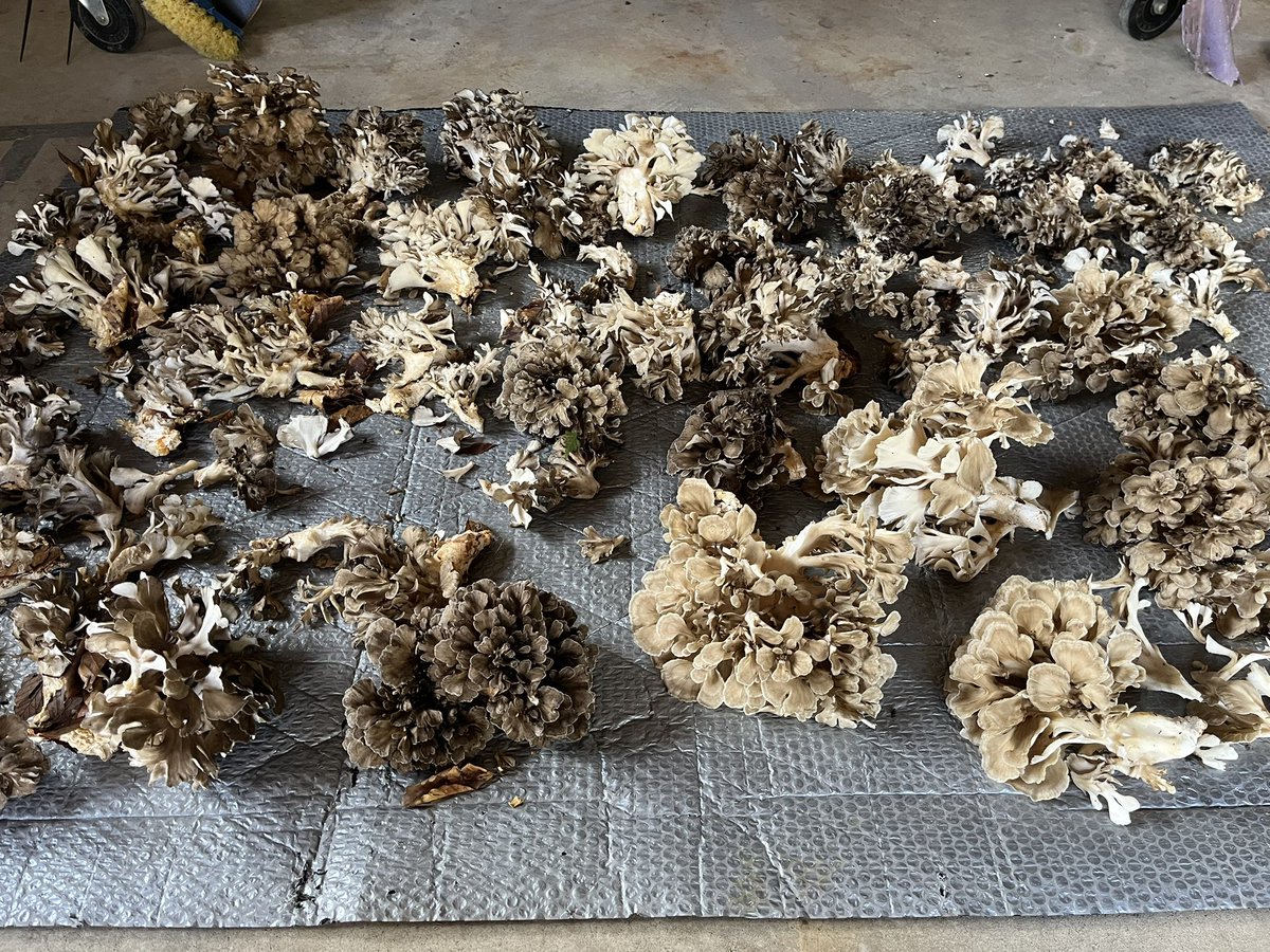 kakoumaya's tweet photo. 今年も栽培マイタケが採れました🍄香りは天然物より劣りますが、香りと食感を楽しめるきのこです
天ぷらや煮物、汁物、炒め物、炊き込みご飯と幅広いお料理で楽しめます
私共も晩ご飯に天ぷらにしていただきました🙏噛むごとに上品な香りが楽しめました🥹秋の味わい、ご馳走さまです🙏 https://t.co/67Ux7jR60m