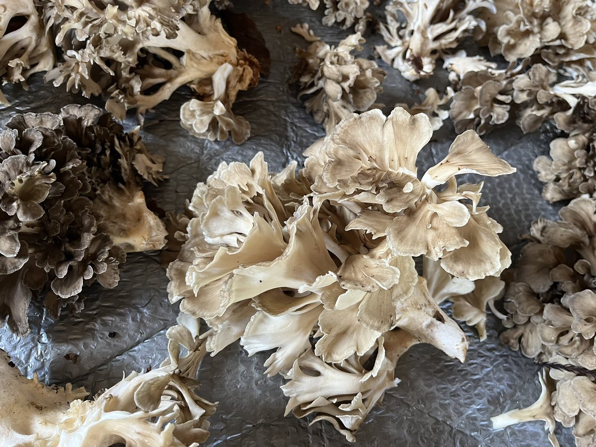 kakoumaya's tweet photo. 今年も栽培マイタケが採れました🍄香りは天然物より劣りますが、香りと食感を楽しめるきのこです
天ぷらや煮物、汁物、炒め物、炊き込みご飯と幅広いお料理で楽しめます
私共も晩ご飯に天ぷらにしていただきました🙏噛むごとに上品な香りが楽しめました🥹秋の味わい、ご馳走さまです🙏 https://t.co/67Ux7jR60m