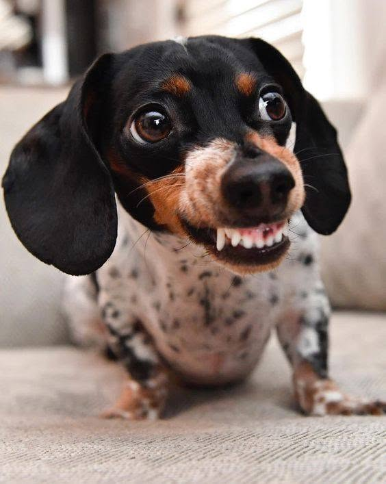 salsichinhas's tweet photo. Me chama de linguiça de novo pra tu ver https://t.co/QxZanFKU4R