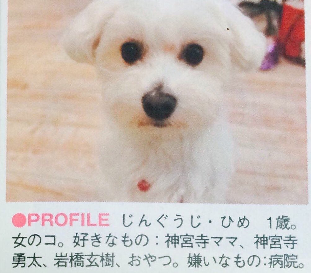 Okachanman1214's tweet photo. ひめちゃん🐩 https://t.co/naarlH90Te