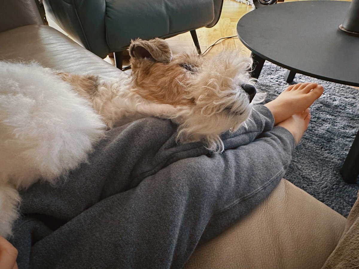 WilberCullno's tweet photo. Mi perro me acompaa en cada día, incluso en los momentos grises, su mirada hace que todo sea mejor. https://t.co/14yYx4ZVhQ