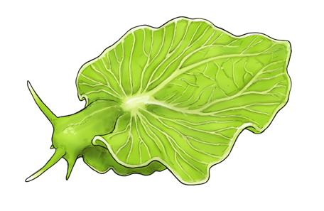 satoshikawasaki's tweet photo. 動物特殊能力シリーズ

エリシア・クロロティカ（Elysia chlorotica）

特殊能力：光合成能力略奪

北アメリカの東海岸に生息するウミウシ。
特定の藻類を食べて、
葉緑体だけ消化せずに自分の体内に取り込む。
その「盗んだ葉緑体」で
光合成をし、自分のエネルギー源にする。 https://t.co/RCdkymcgr2