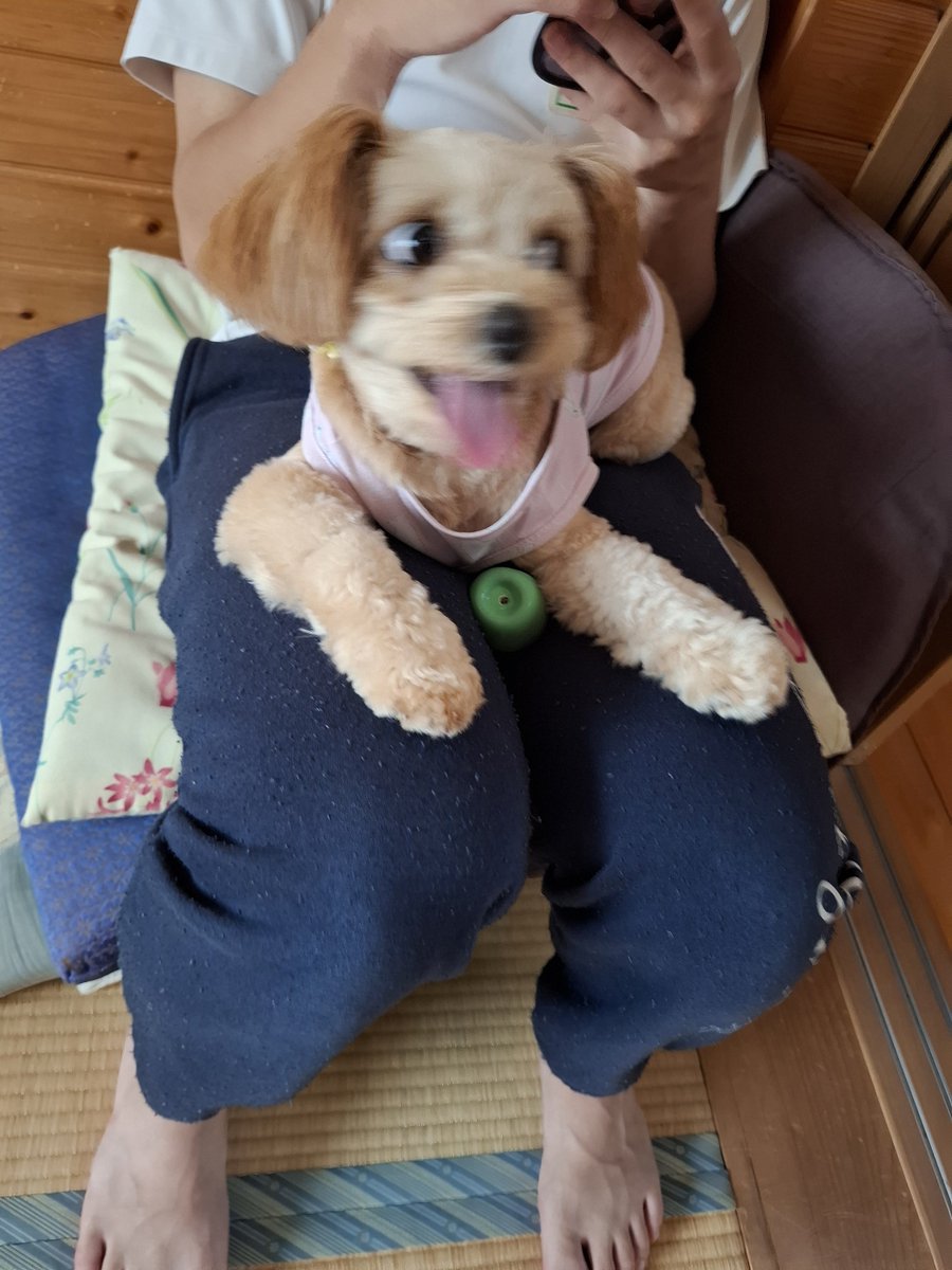 sunakake0208's tweet photo. 弟の膝でテンション上がる犬 https://t.co/jRy8zeDU0J