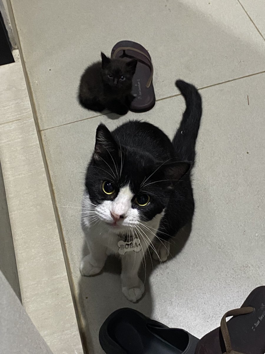 foodwillrescue's tweet photo. adakah yang minat adopt kucing daerah bogor & sekitarnya?

namanya boba, dia kucing tuxedo rumahan yang bener bener gak punya survival instinct lagi. tetanggaku udah gak bisa rawat boba karna sakit stroke jadi dia dilepas & aku gak bisa rawat kucing huhu. jadi, kasian kalau dia gak keurus disini :((((

sebenernya dia kerawat bangettt, gembul, ginuk ginuk, manja kalau udah kenal, kayaknya belum di steril ownernya tapi sayangnya dia lagi flu & aku belum bisa bawa dia ke vet