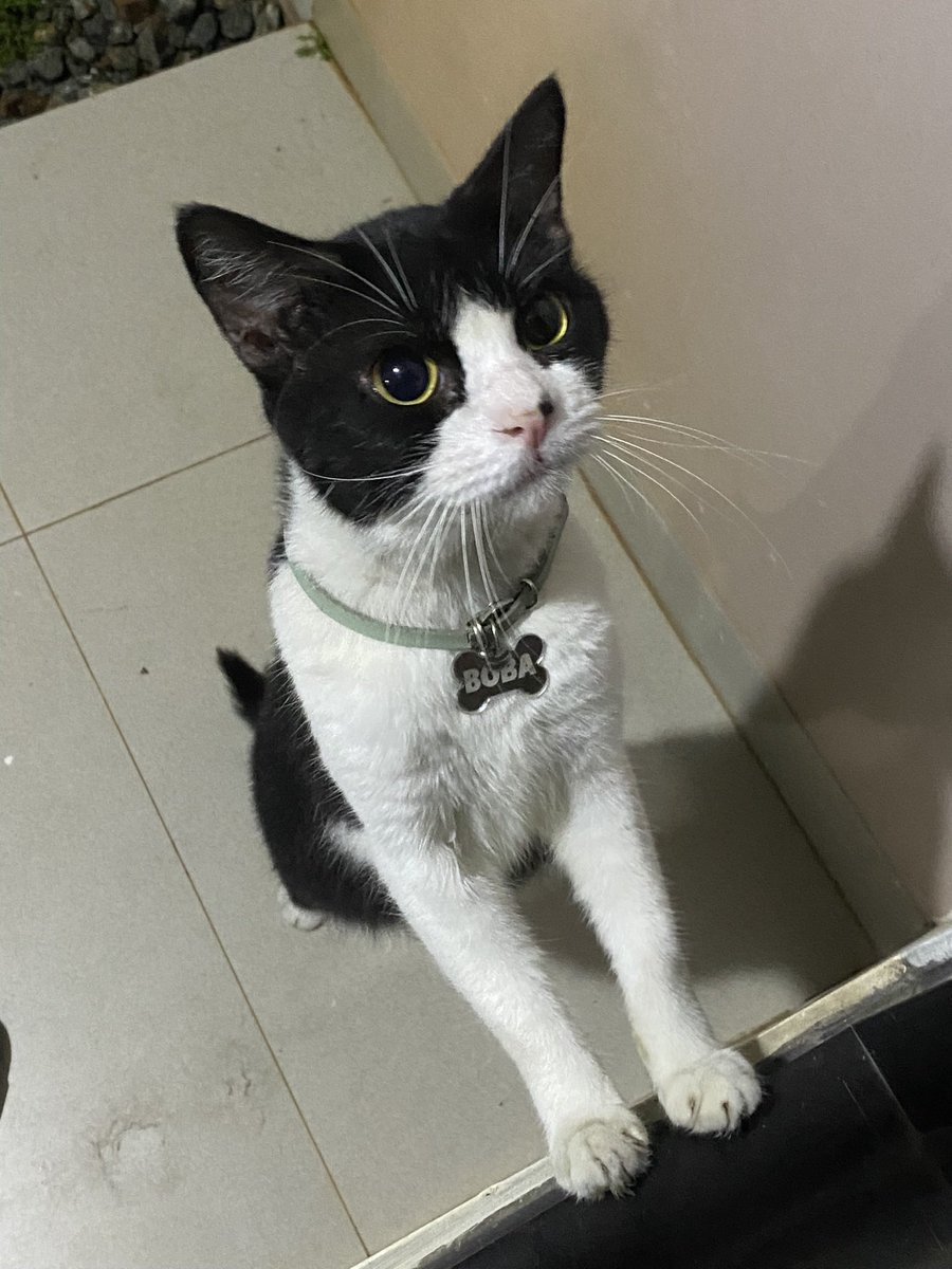 foodwillrescue's tweet photo. adakah yang minat adopt kucing daerah bogor & sekitarnya?

namanya boba, dia kucing tuxedo rumahan yang bener bener gak punya survival instinct lagi. tetanggaku udah gak bisa rawat boba karna sakit stroke jadi dia dilepas & aku gak bisa rawat kucing huhu. jadi, kasian kalau dia gak keurus disini :((((

sebenernya dia kerawat bangettt, gembul, ginuk ginuk, manja kalau udah kenal, kayaknya belum di steril ownernya tapi sayangnya dia lagi flu & aku belum bisa bawa dia ke vet