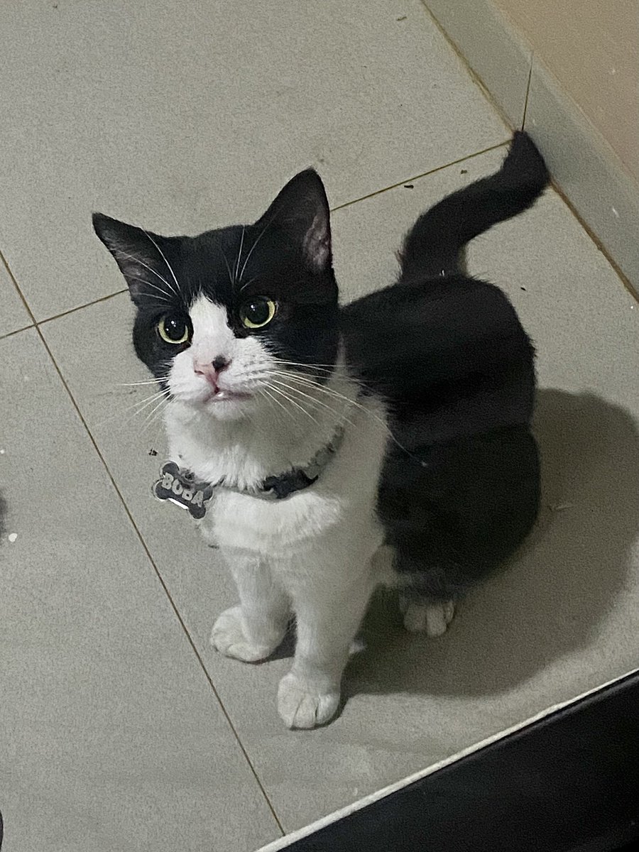 foodwillrescue's tweet photo. adakah yang minat adopt kucing daerah bogor & sekitarnya?

namanya boba, dia kucing tuxedo rumahan yang bener bener gak punya survival instinct lagi. tetanggaku udah gak bisa rawat boba karna sakit stroke jadi dia dilepas & aku gak bisa rawat kucing huhu. jadi, kasian kalau dia gak keurus disini :((((

sebenernya dia kerawat bangettt, gembul, ginuk ginuk, manja kalau udah kenal, kayaknya belum di steril ownernya tapi sayangnya dia lagi flu & aku belum bisa bawa dia ke vet