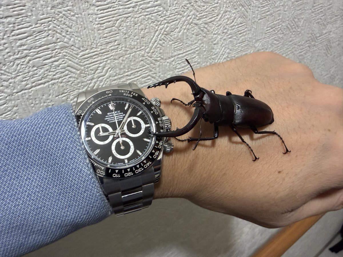 rolerolemara's tweet photo. 男のロマンが詰まったツーショット🐞
デイトナにクワガタなんて男のロマンしかない🫪
#Rolex
#ロレックス
#ロレマラ
#デイトナ
#126500LN https://t.co/dWEjp2VkBc