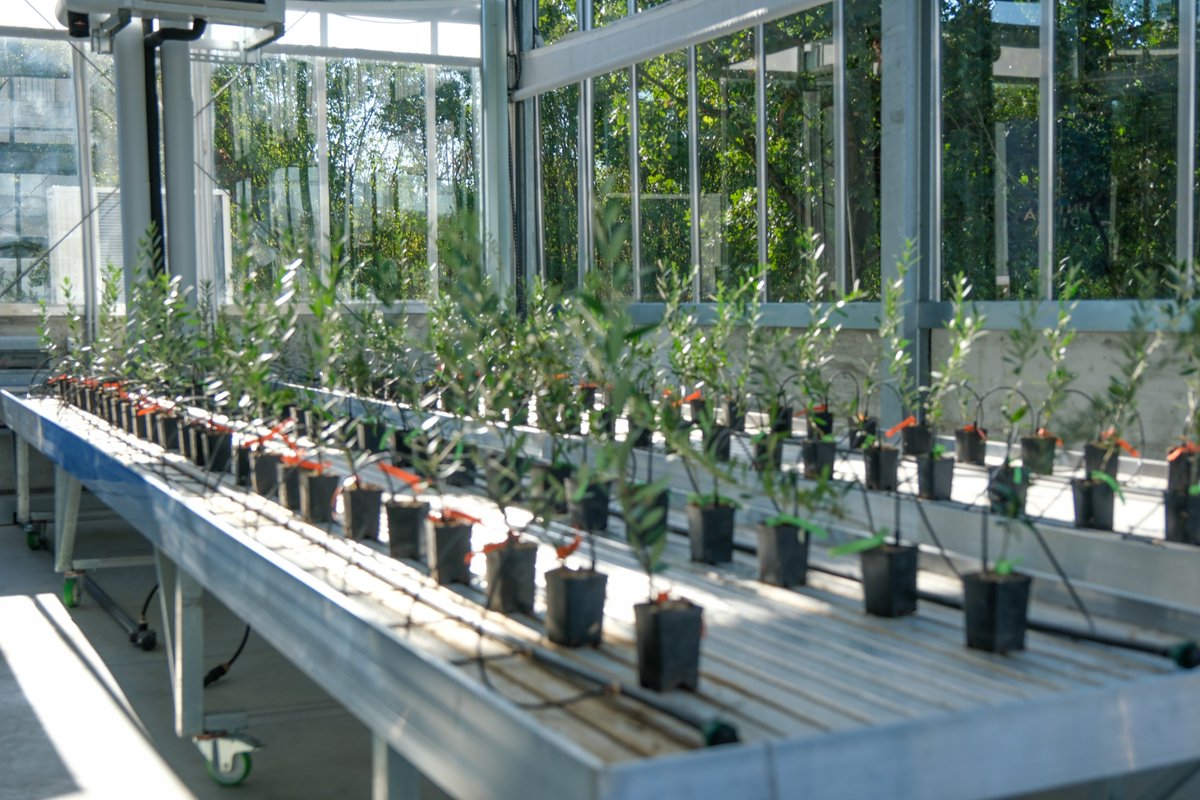 unipr's tweet photo. Agricoltura avanzata, digitale e sostenibile: ecco il #LivingLab, la nuova serra ad alta automazione #unipr
Il Rettore Martelli: “Un importante tassello per un Ateneo all’avanguardia nel campo dell’innovazione applicata ai sistemi #agroalimentari” #parma
https://t.co/XUaOk0OrFr https://t.co/CJxNWjR47W
