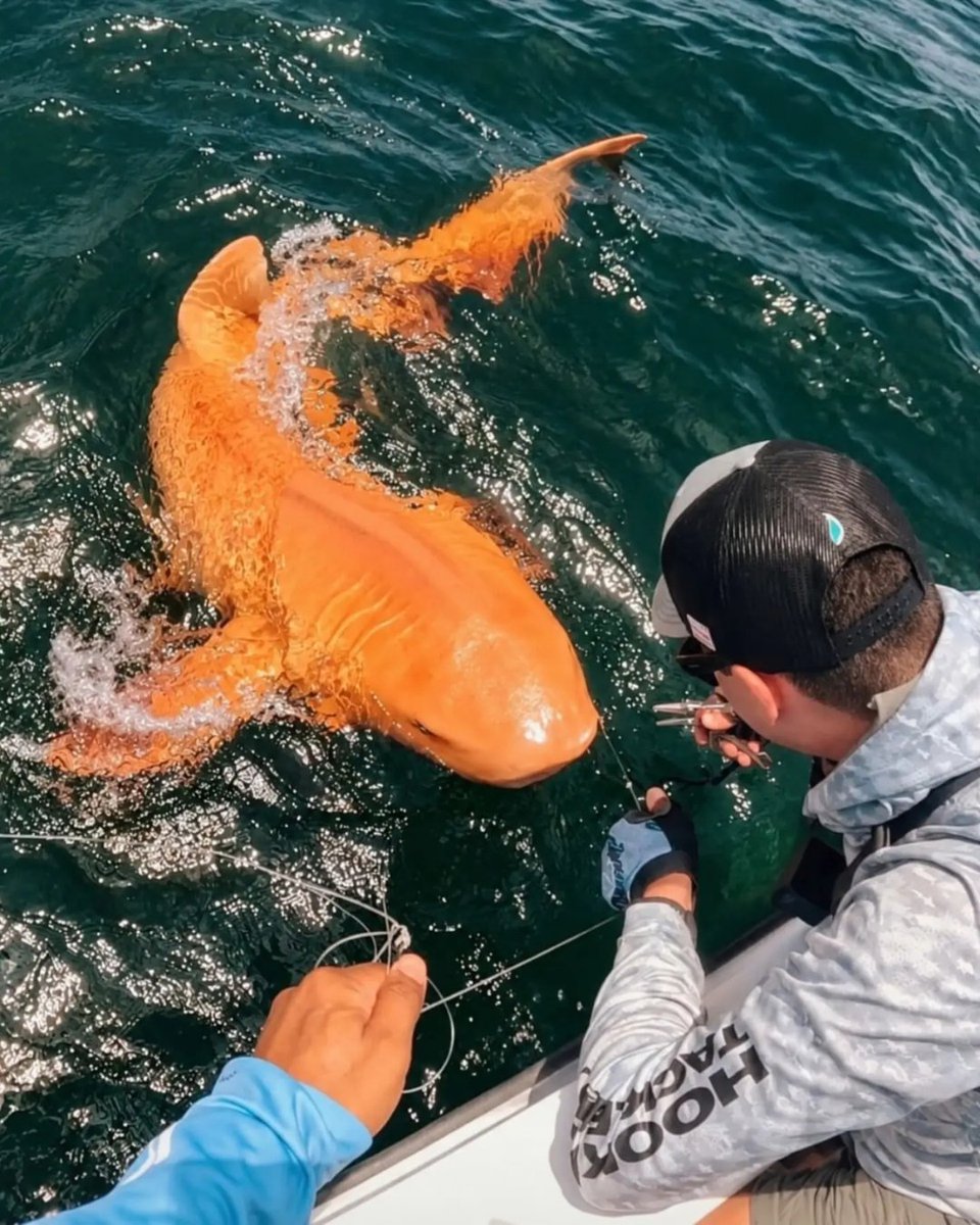 axeldaily's tweet photo. Encontraram um tubarão-lixa laranja de quase 2 metros na Costa Rica. Os cientistas descobriram uma combinação de duas condições raríssimas. https://t.co/rGgsMuxG2Z