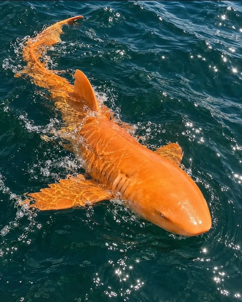 axeldaily's tweet photo. Encontraram um tubarão-lixa laranja de quase 2 metros na Costa Rica. Os cientistas descobriram uma combinação de duas condições raríssimas. https://t.co/rGgsMuxG2Z