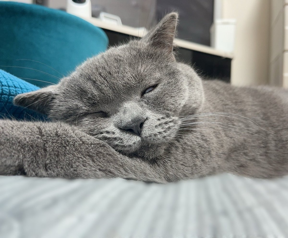 su_pa_prettycat's tweet photo. 明日から仕事

#ブリティッシュショートヘア https://t.co/yF7VnToLVF