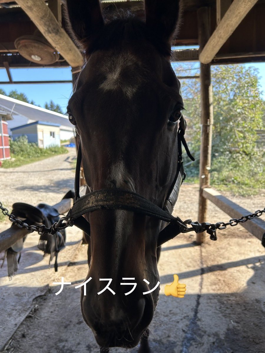 0715Miko's tweet photo. 朝ラン円山コース　
ほぐしジョグ

円山公園前のこの道が好きです
秋らしくなり
ドングリも落ちて
エゾリスいた🐿️

午後は🐎2鞍！
きついぜ

SW累計ラン100㌔達成！
サロマから調子悪かったけど
走りきれました！脚作り
平日走れないを発散😆

さぁ日曜は網走マラソン！

サロマから直前負担が無効化🙄 https://t.co/onhxJPmYc2