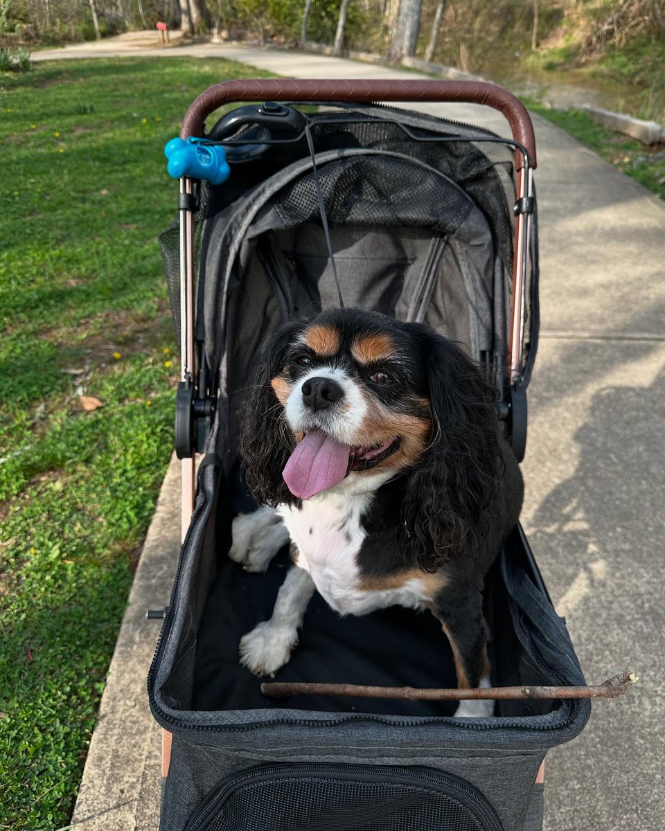 WallaceStegkd's tweet photo. A few lovely shots from our evening walk. I can’t completely throw my little buddy under the bus—he walked most of the way, but at his age, he still loves stroller time. https://t.co/msyGLfrUGe