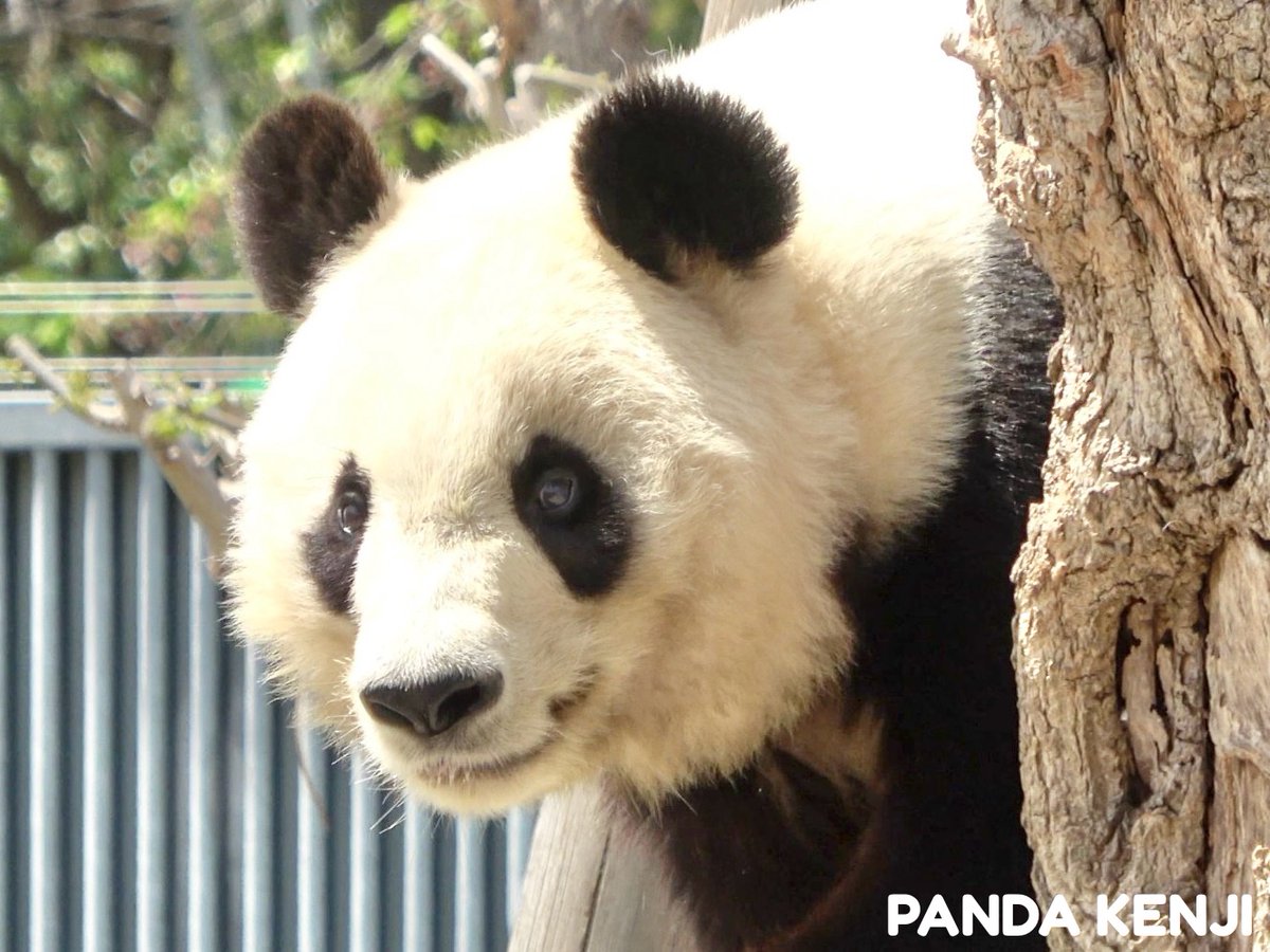 PANDA_KENJ1's tweet photo. ひょっこり、タンタン🐼
#パンダ #神戸市 #王子動物園 https://t.co/SWbCbApqYt