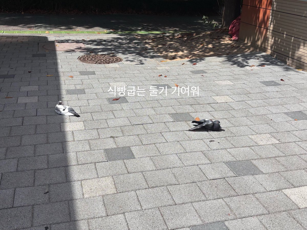 happy_cool_cat's tweet photo. 오늘 억까 심해서 조금 울었는데!! 어쩌면 우는게 필요했을지두요 헤헤...
저가 조금 울고 후련했으면 좋겠어서 억까를 주었나봐

그래두 오늘 식빵굽는 비둘기두마리를 봤고 너무 기여웠어요
그리고 저 스카가 15시간권인데, 앞으로 약속있는날 빼고는 15시간 꽉꽉 채우고 집오기 하려구요!! 헤헷헤헷 https://t.co/l2bUASJOxH