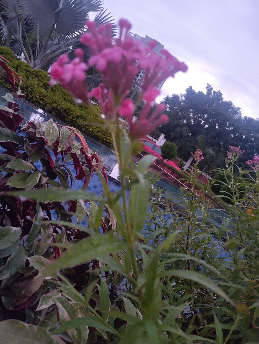 QRbabun's tweet photo. After the rain, these flowers look so fresh and beautiful,The tiny droplets on the petals are adding an extra charm to their beauty.🌸
#RainKissed #FreshAfterRain
#RandomClick https://t.co/q4SBIjG9Rr