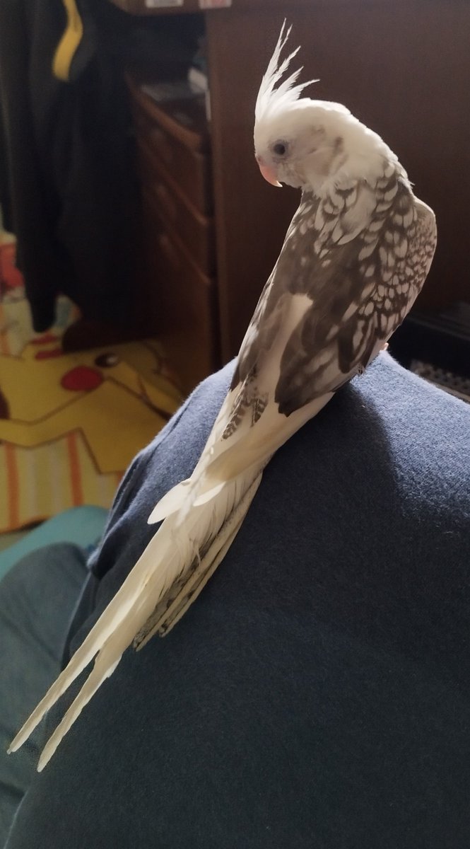 trajatratra's tweet photo. わらび、どこにいるの
空のゲージと集めた羽、写真しかなくて私さみしい https://t.co/mwsJIB2eka