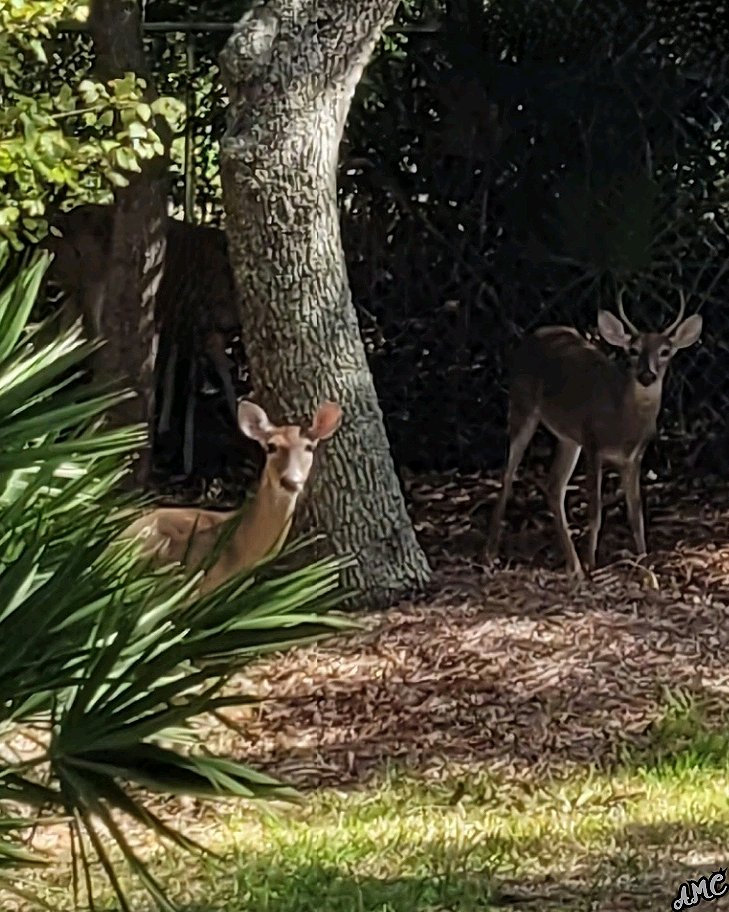 RealEstAnnMarie's tweet photo. Deer babies having breakfast.💕❣️ https://t.co/ylFz8404ei