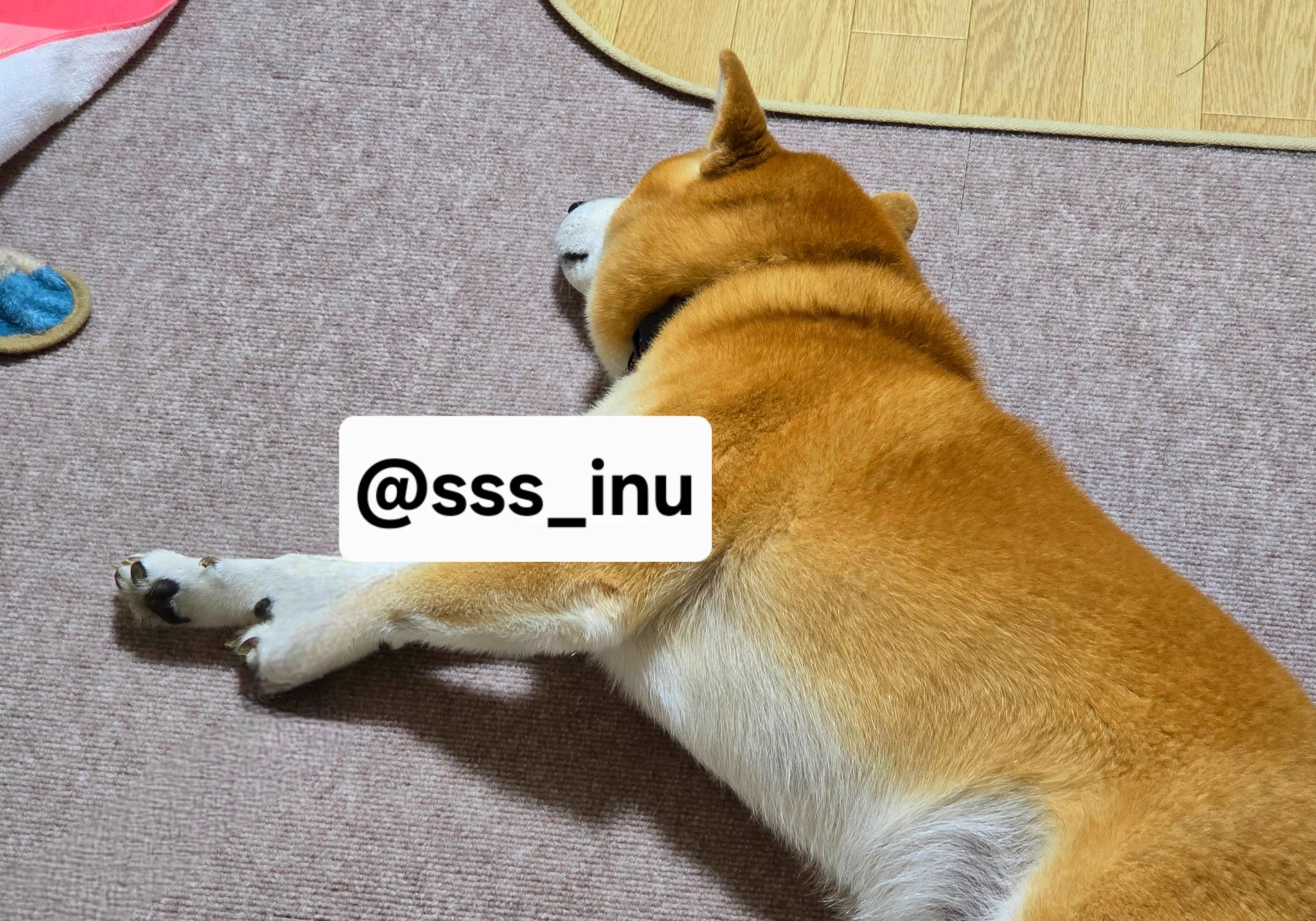犬 on X: 