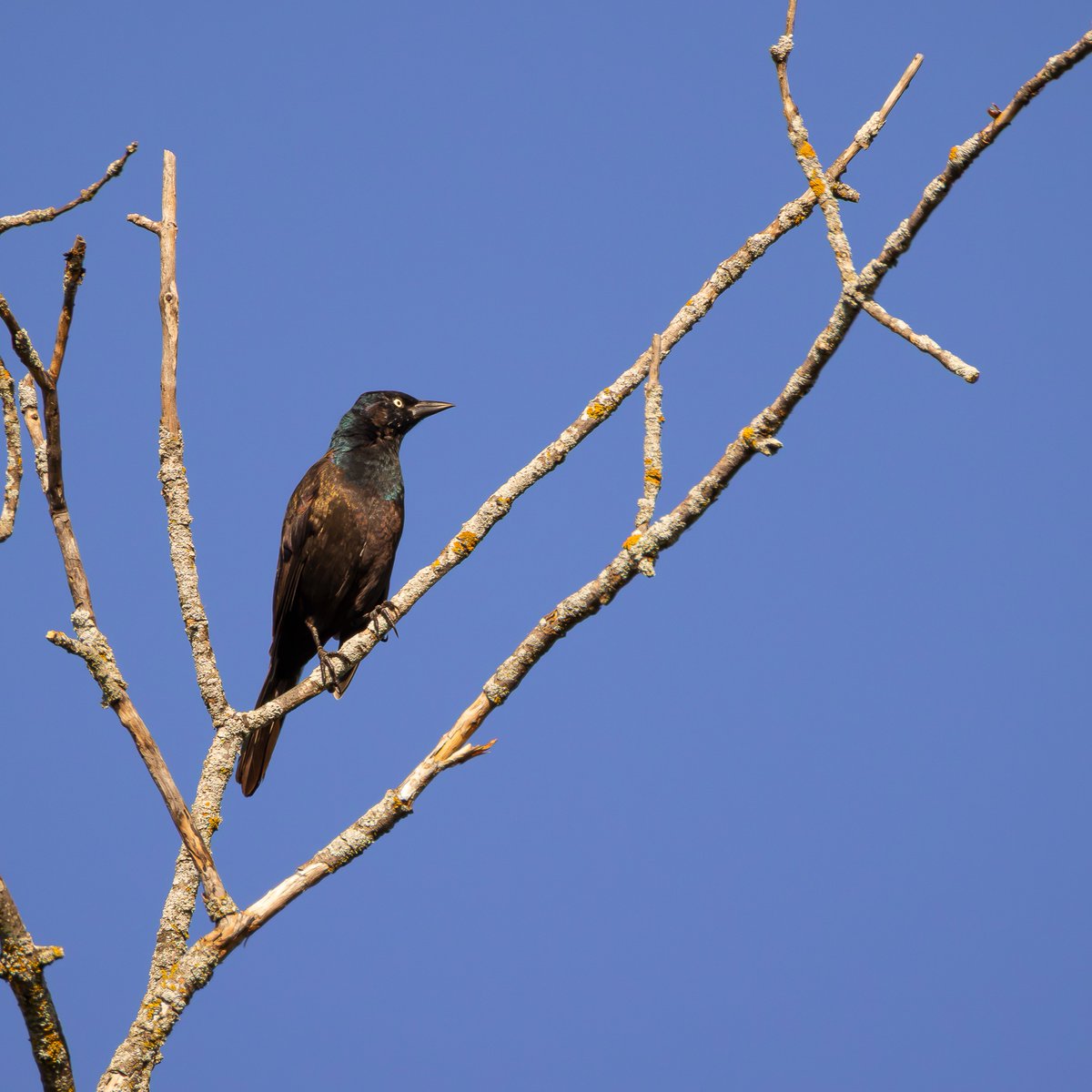 JeniferMisz6's tweet photo. A striking Common Grackle perched elegantly among sunlit branches against a vibrant blue sky. Known for their iridescent plumage and piercing yellow eyes, these clever birds bring life and character to open woodlands. https://t.co/cXeoDhPJWu