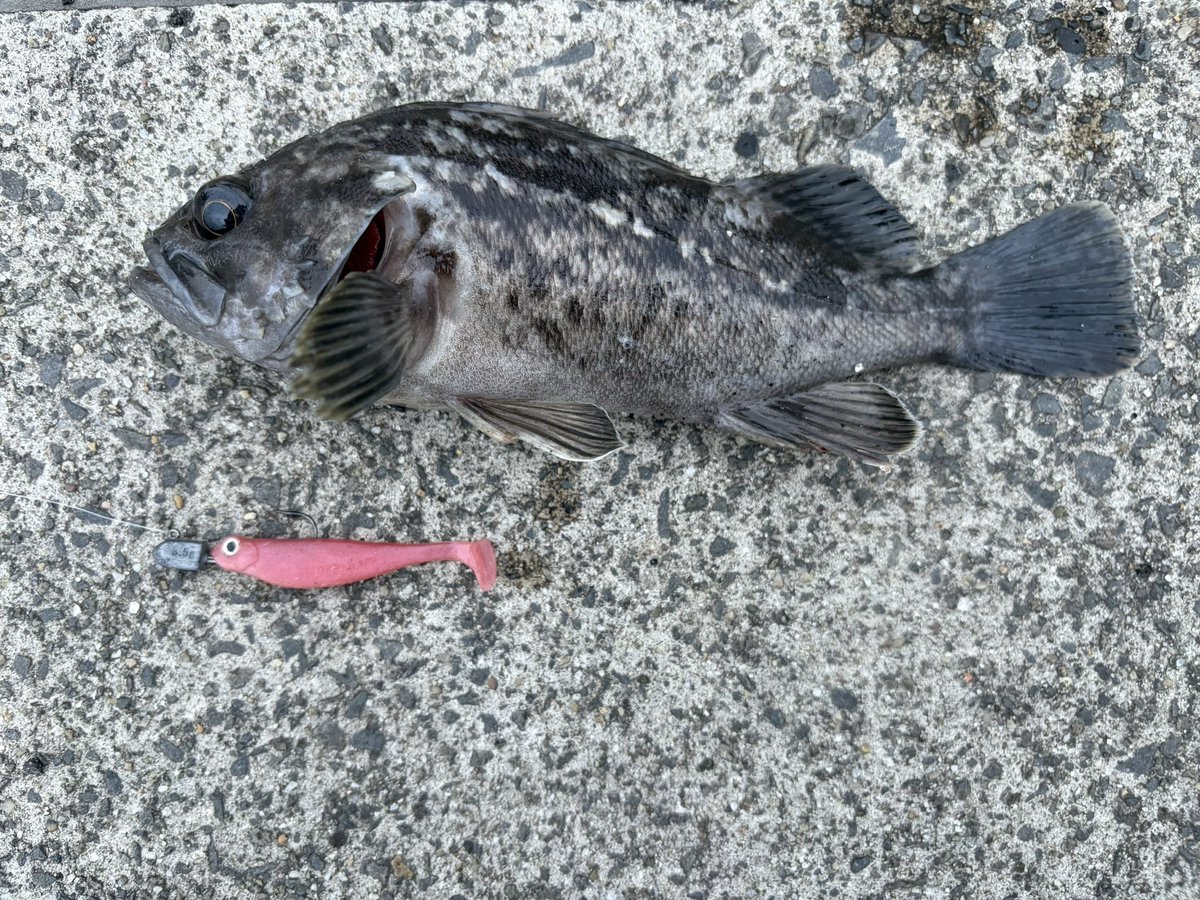 tsuricamp's tweet photo. 最終日夕マズメはライトにルアー流してブルンっとクロソイが唇の皮一枚でギリギリ釣れてくれました。まだ濁りがキツかったけど居着いてる場所は去年と同じ✨

夜ご飯は連休で釣り溜めたハゼの唐揚げ🍗だけじゃ無くなり、刺身とあら汁を添える事ができて満足な連休釣行に。 https://t.co/ydN1oDjkml