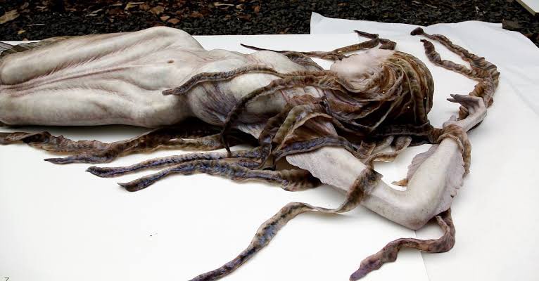 mauadgui's tweet photo. me choca até hoje essa escultura de cadáver de sereia do joel harlow pro piratas do caribe 4 https://t.co/3F5aZVk1le