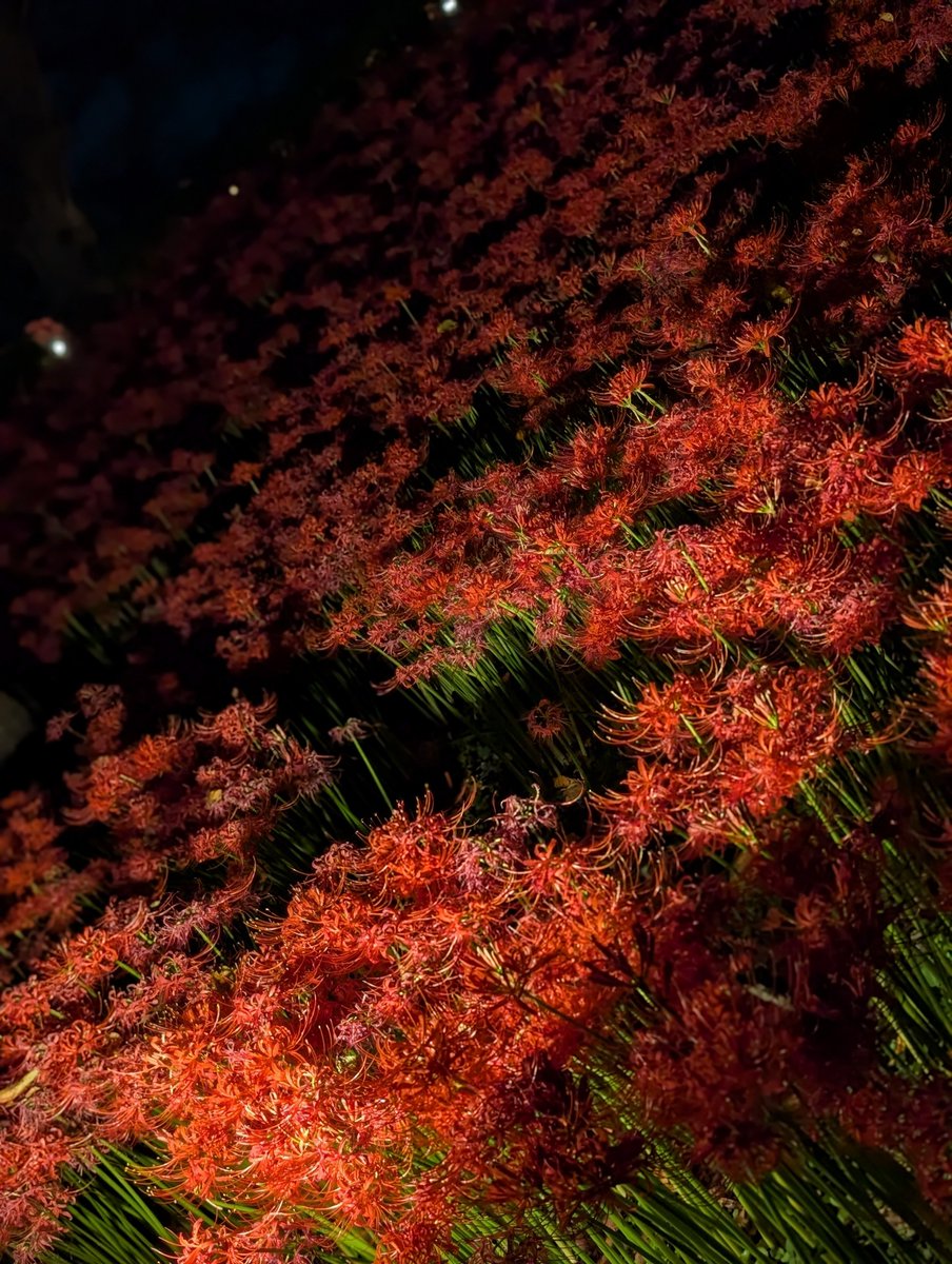 lycoris531's tweet photo. 夜の彼岸花を観たくてお出かけ。
ライトアップされてたのですが、通常の電灯のほうで十分見えたという不思議。
そしていつものところは道路が通行止めになってて、今年は見れなそうで悔しい https://t.co/qS7C4JqbiV