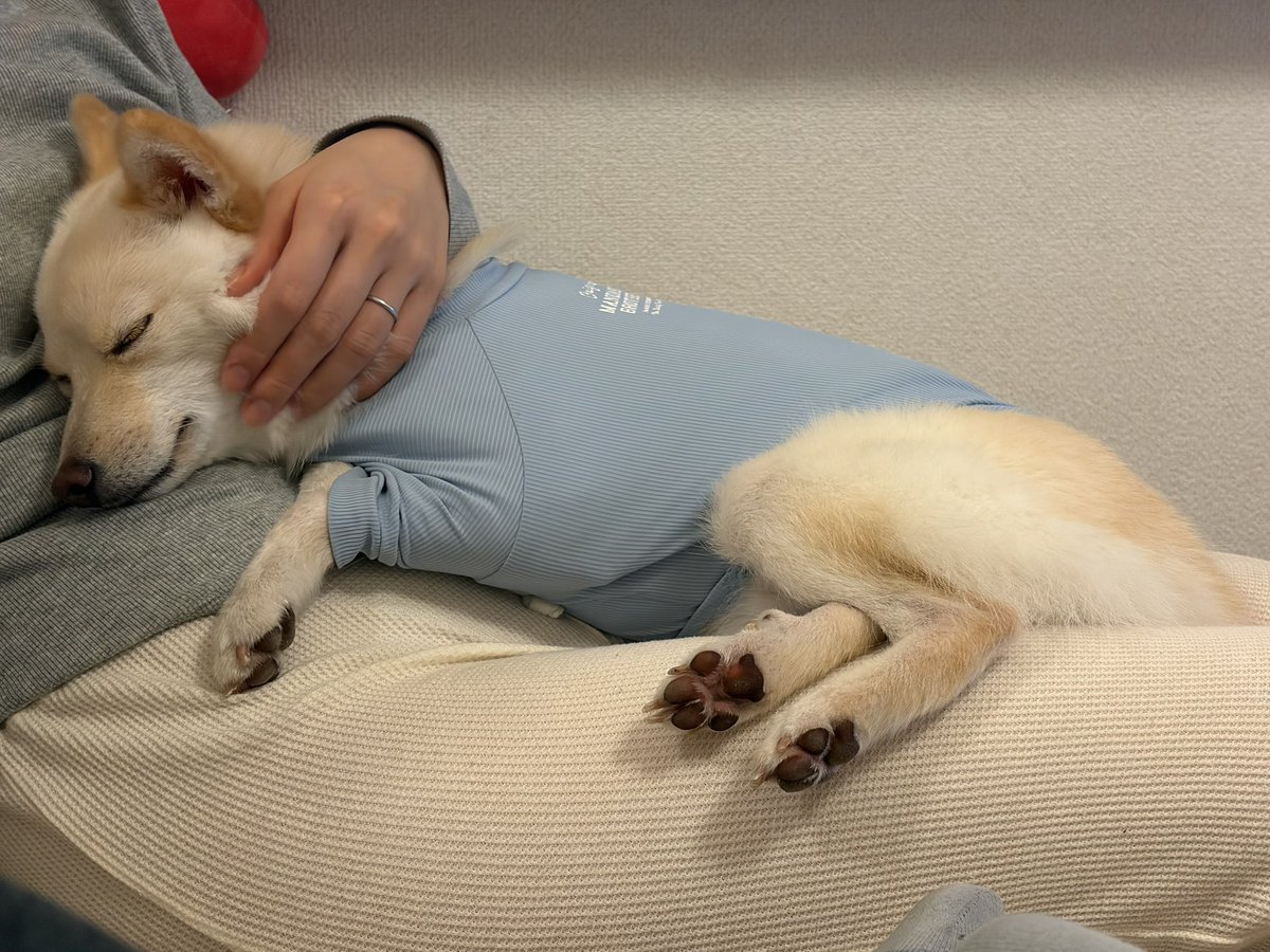 Mountain_Be's tweet photo. 甘えんぼの極み

ママンが大好きなんだね🐶

#ポメ柴　#甘えんぼ　#ぐっすり https://t.co/IIG70PDdSJ