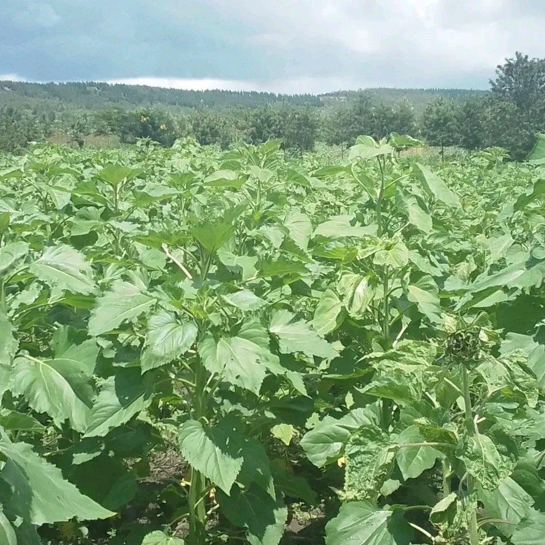 Agri_Lens's tweet photo. This sector (agriculture) is more wider than you think and every step in production process requiring money 💰. During and after academic research, I thought this will easy but even to find someone who is able to understand you is another story to be told. 

Why wordly is easy? https://t.co/92fOi6Kn3U