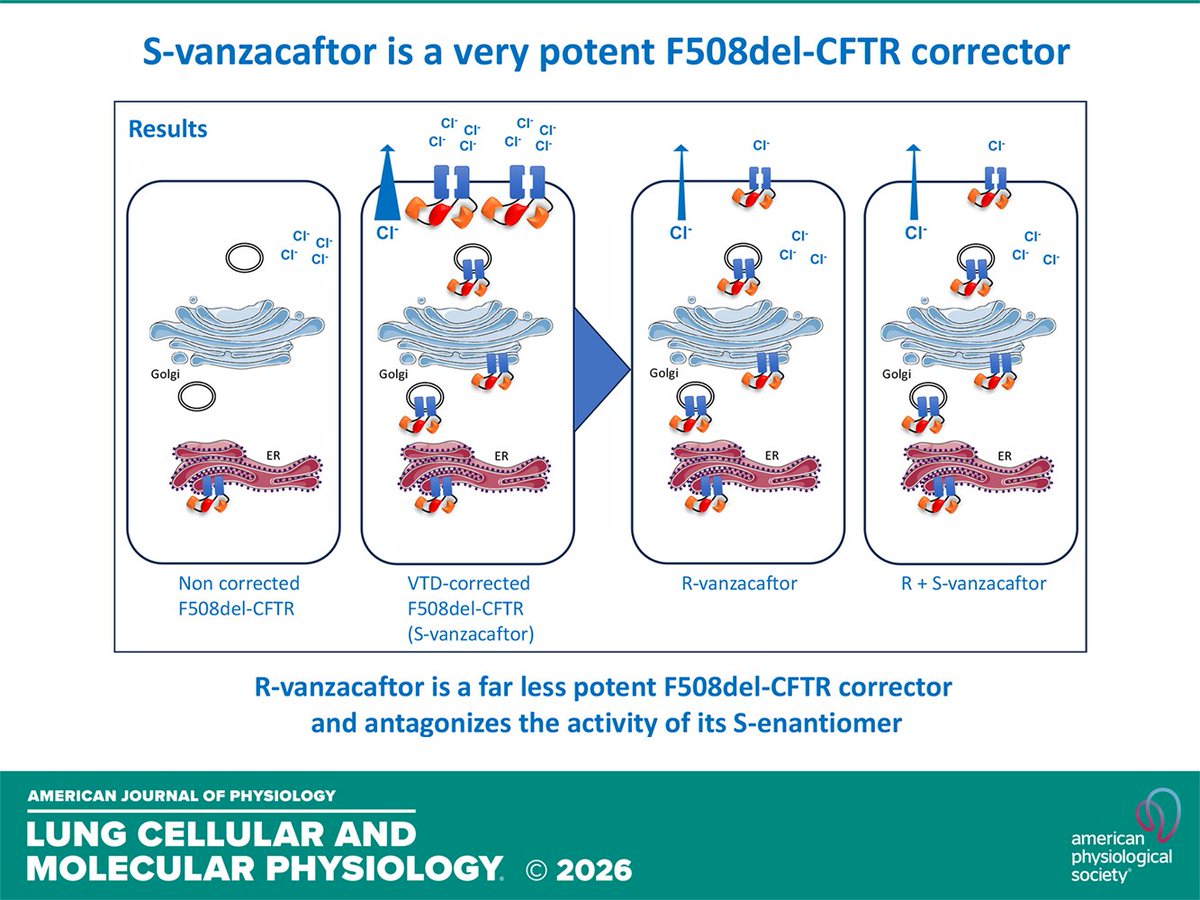AJPLung's tweet photo. Research Article by S Mirval et al. Functional and biochemical characterization of #Alyftrek components reveals high-potency rescue of #F508del-#CFTR
https://t.co/endnlhN1Fn https://t.co/HFgfdMMFOZ