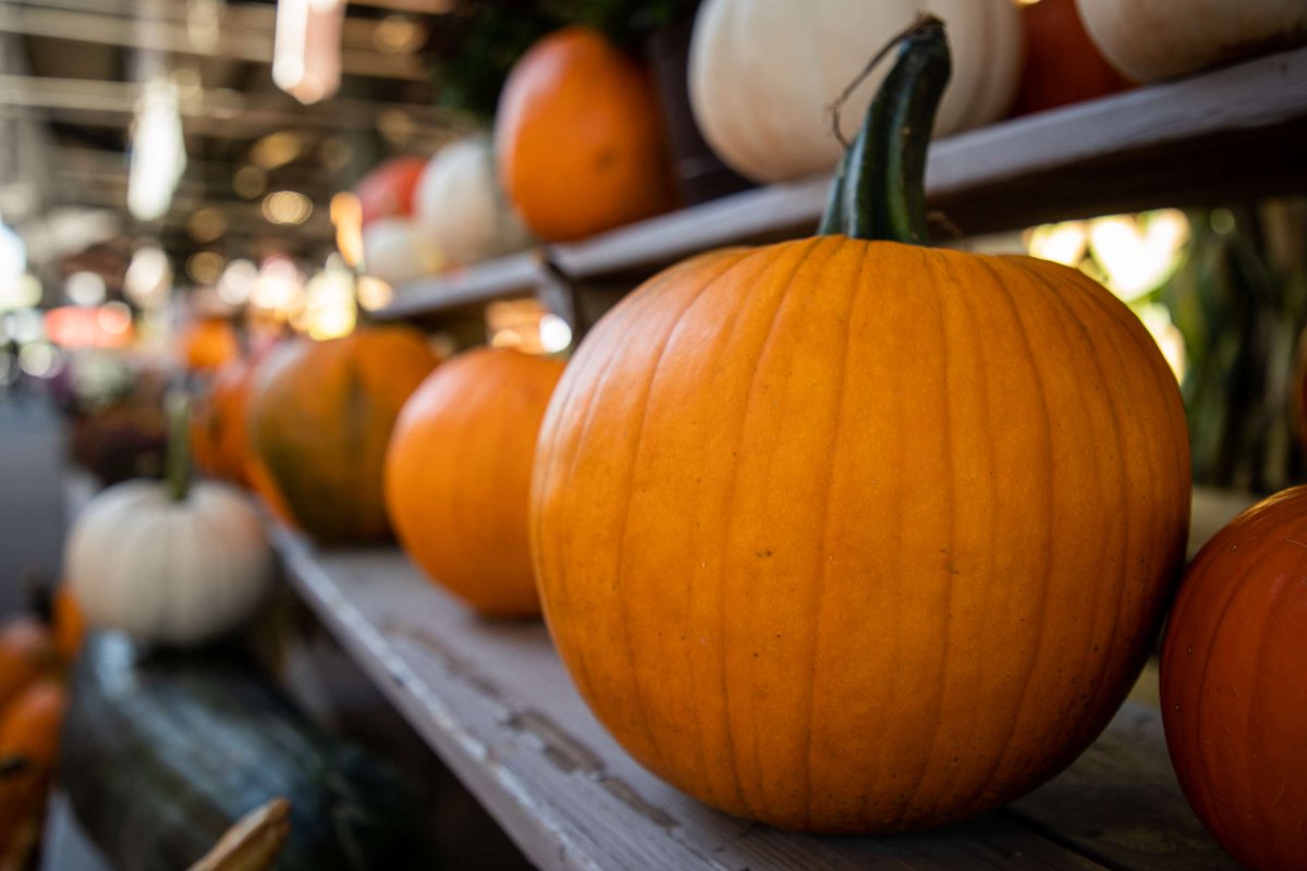 WVDeptofAg's tweet photo. FUN FARM FACT: Pumpkins are technically a fruit, not a vegetable!
They develop from a flower and contain seeds, which puts them in the fruit family. Pumpkins are also incredibly versatile, used for everything from pies and soups to livestock feed and fall decorations. https://t.co/qzS0pBzGA2