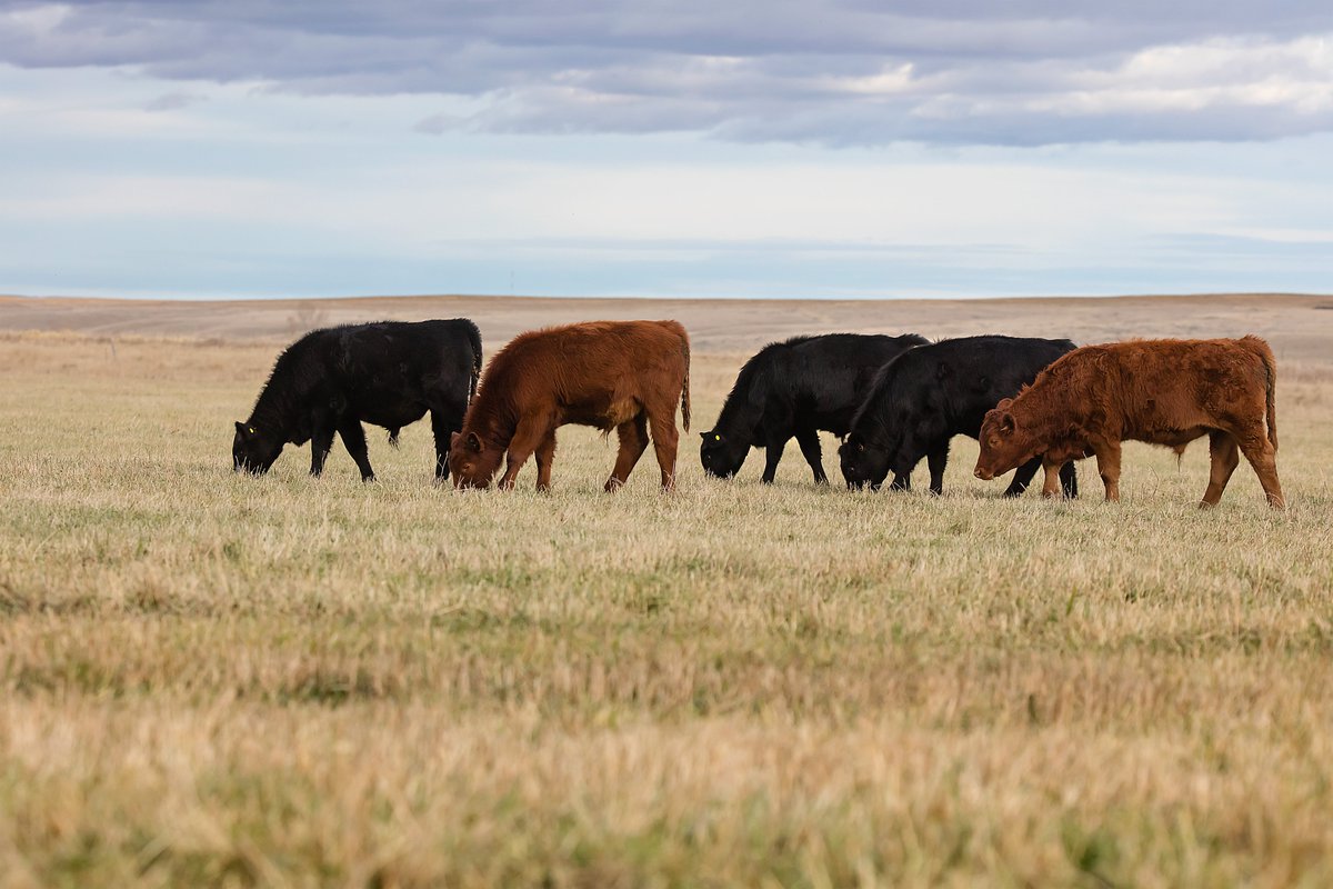 VBPCanada's tweet photo. You might be doing all the right things, but does the buyer know? Beef producers have an opportunity to add value by communicating what they’re already doing. What are buyers are looking for and where does VBP+ fit into the story?

Read our latest article:
https://t.co/NkfoZeGPBv https://t.co/s92MKFIUWh