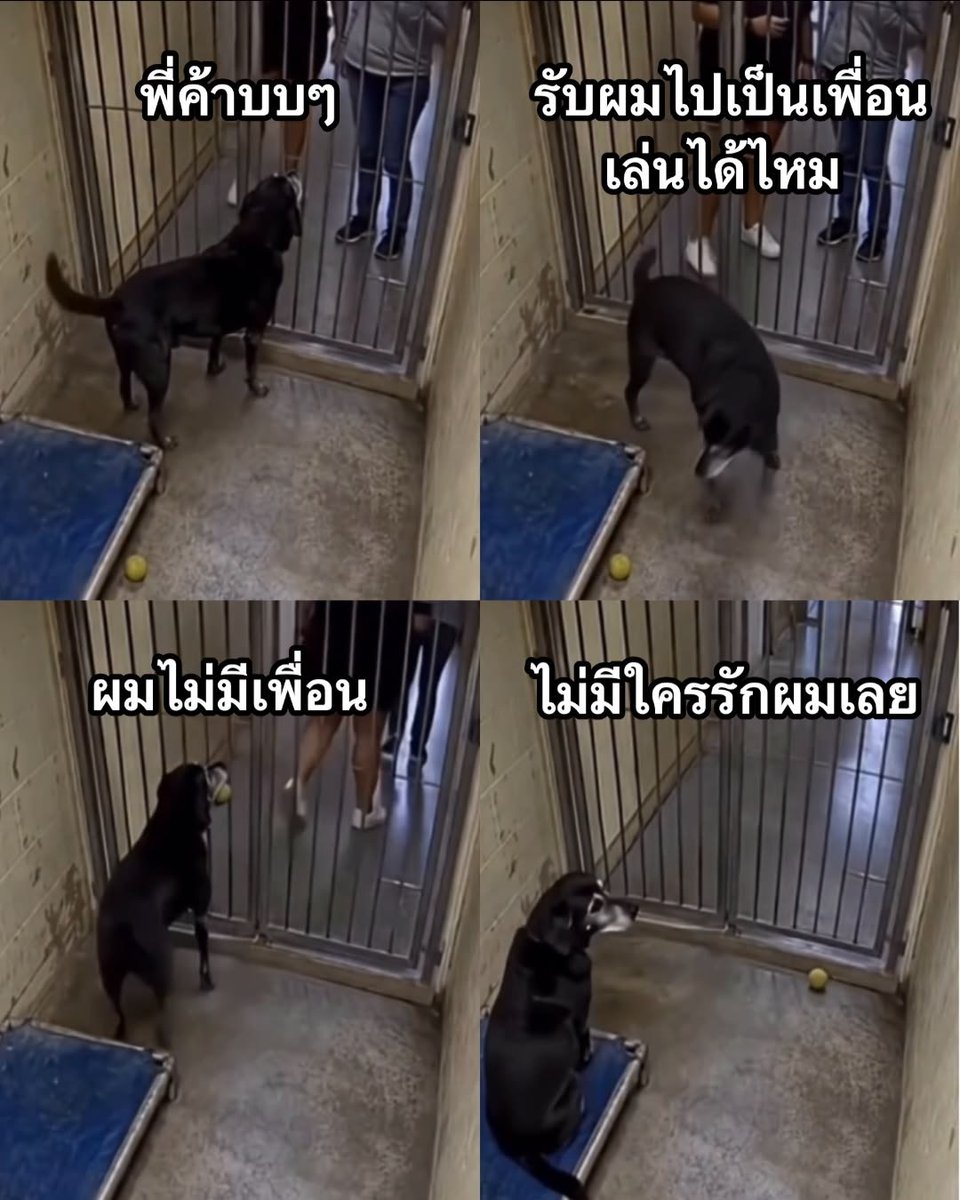 bambamonlyu's tweet photo. อันนี้เห็นจุกอก น้ำตาซึมตามเลยค่ะ 😭😭

คลิปจากต่างประเทศ. มีคนมาดูมาเพื่อรับเลี้ยง พอน้องเห็นคนมากระดิกหางใหญ่เลย หันหลังมาหยิบบอลจะไปเล่นด้วย แต่หันกลับมาคือ คนด้านนอกหันหลังเดินออกไปแล้วอ่ะ นั่งจ๋อยเลย 😭 สายตาน้องคือเว้าวอนมากกก https://t.co/oUqYTedMG5
