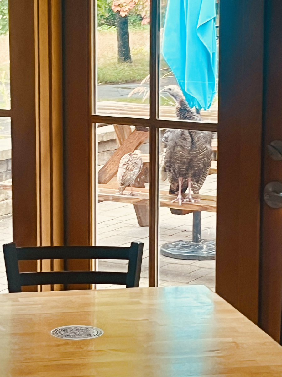 brewterrafirma's tweet photo. Vinyl Wednesday is back. 🎶

The turkeys have moved on.

The records are spinning.

Batch 500 is pouring.

Fresh sourdough + charcuterie are here &amp; the Tigers play Washington at 1:10.

Pretty decent Wednesday at the farm. 🍻

@WhatToDoTC 

#DetroitBaseball #VinylWednesday https://t.co/ijcVPfeTbQ