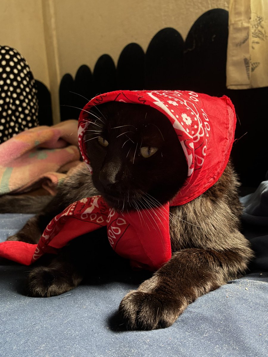 OrangeeJuicy's tweet photo. @MJK_BXD koda é o maioral, ele deixa tudo https://t.co/iKwP5JyfYB