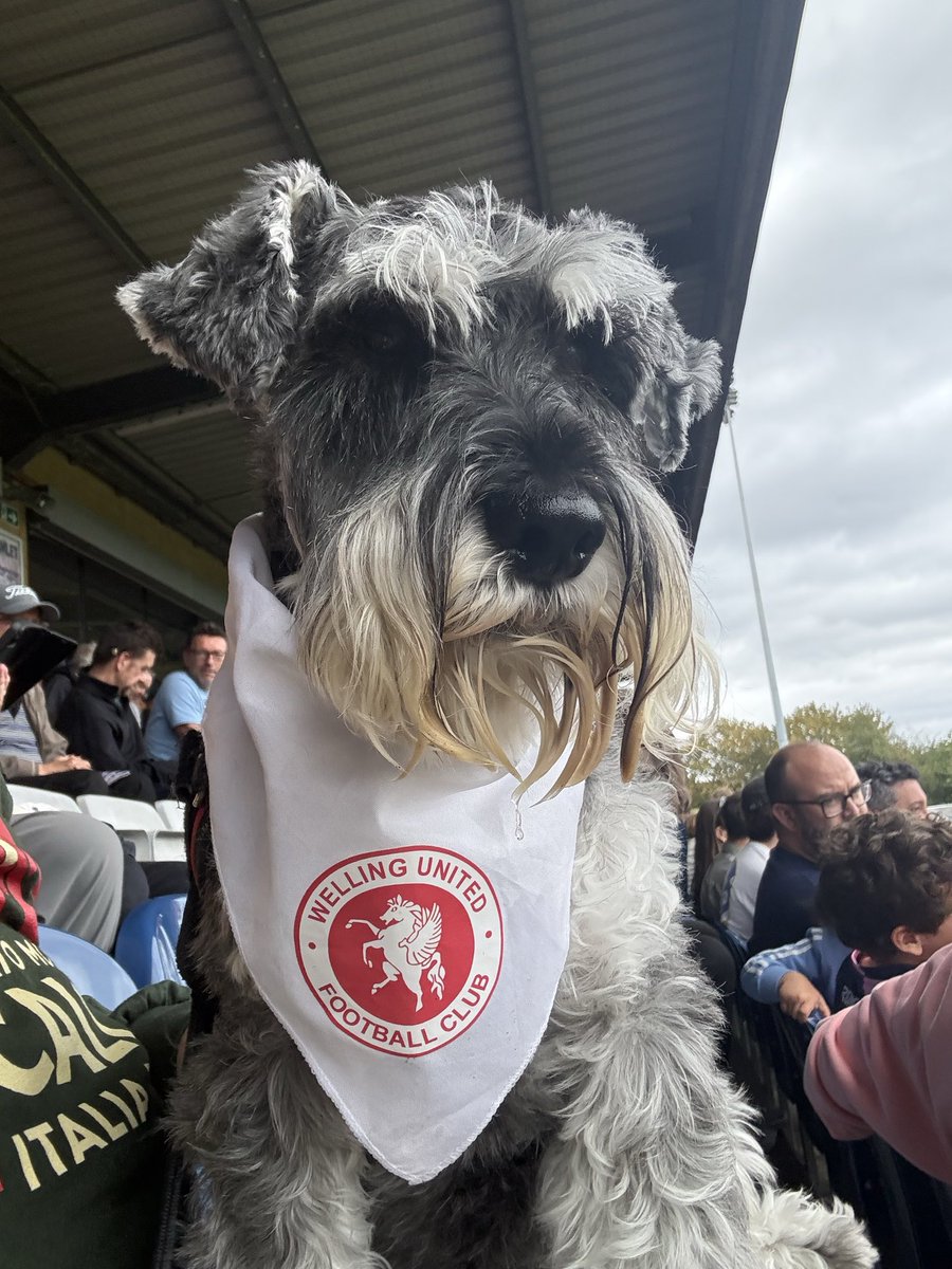 nonleaguedogs's tweet photo. Waffles tearing it up at @DulwichHamletFC v @wellingunited #waffleswednesday
๐ธ @MrWafflesTheDog https://t.co/dZW2kkFQWp