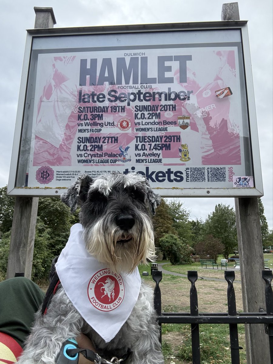 nonleaguedogs's tweet photo. Waffles tearing it up at @DulwichHamletFC v @wellingunited #waffleswednesday
๐ธ @MrWafflesTheDog https://t.co/dZW2kkFQWp