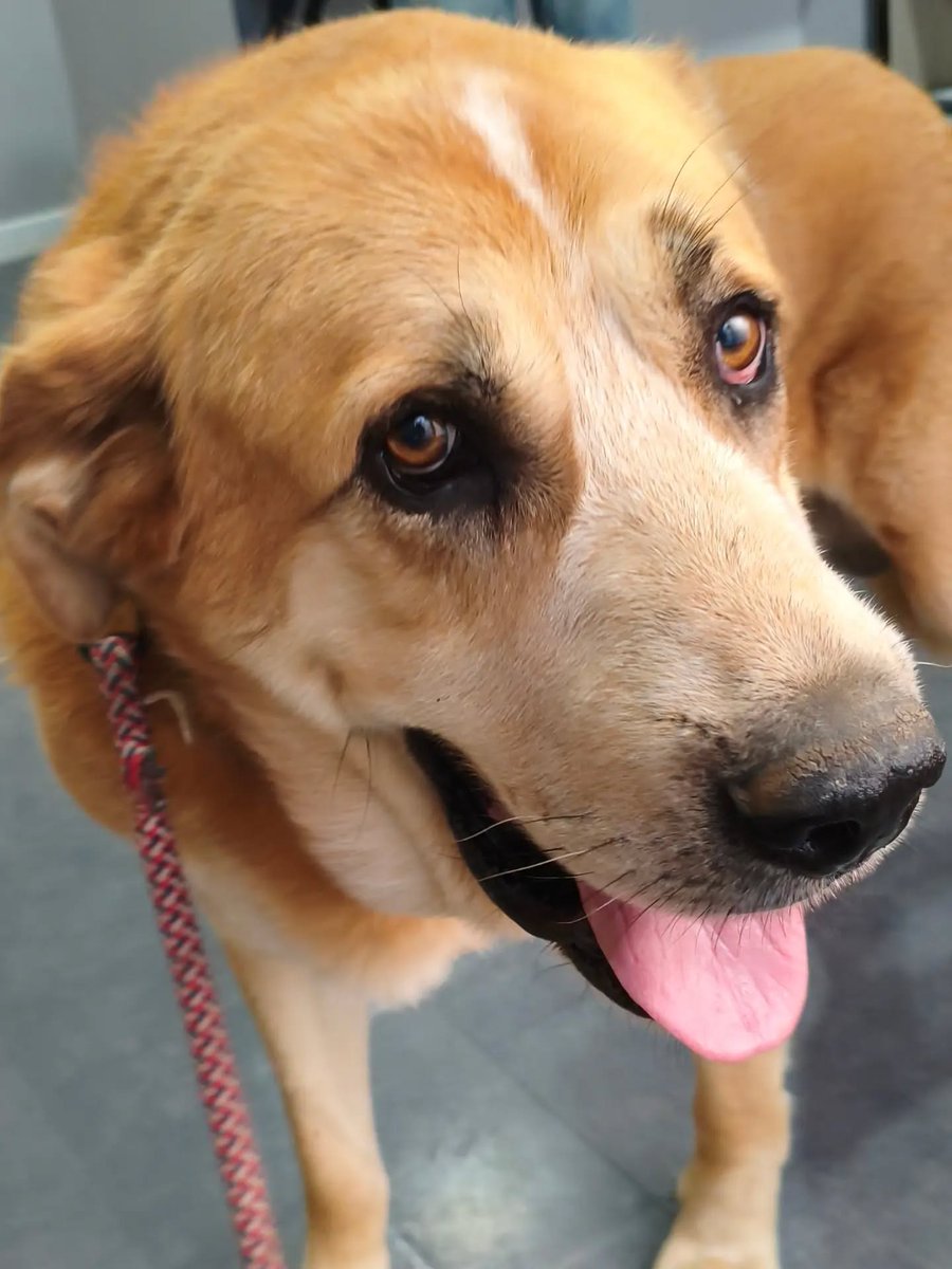 SosAbuelos1's tweet photo. #SALAMANCA
Los perros que han tenido un pasado feo lo bloquean de sus recuerdos y se despiertan pensando ―Hoy va a ser mi día— o eso hace #TRISTÁN con sus 8 años

Es súper bueno y sociable con peludos, pero… ¡no tiene familia! (Arregla tú eso)

WhatsApp 635428569 https://t.co/YbYFLh0s81