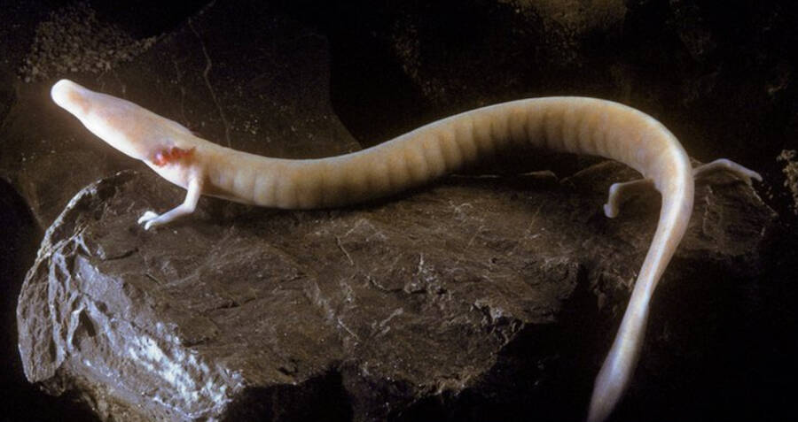 omithomimosaur's tweet photo. @fauxmantis seen many axolotls but i have never seen someone claim the amazing elegant Olm https://t.co/iX83o5IsnG