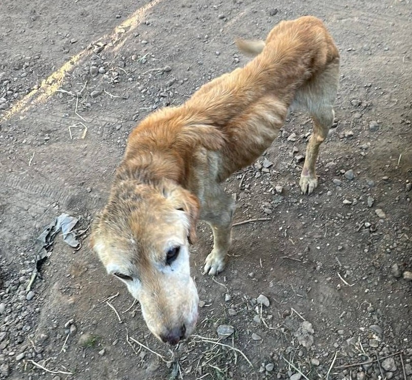 eltuitdemarsh's tweet photo. Encontraron a este perrito en este estado. Lo llevaron al veterinario y le realizarán exámenes. Pero para poder rescatarlo necesitan, con urgencia, un hogar temporal o definitivo que le brinde tranquilidad y cuidados. Si puedes dárselo, comunícate al +56934498163. 
#Pudahuel https://t.co/bMATyQD61g