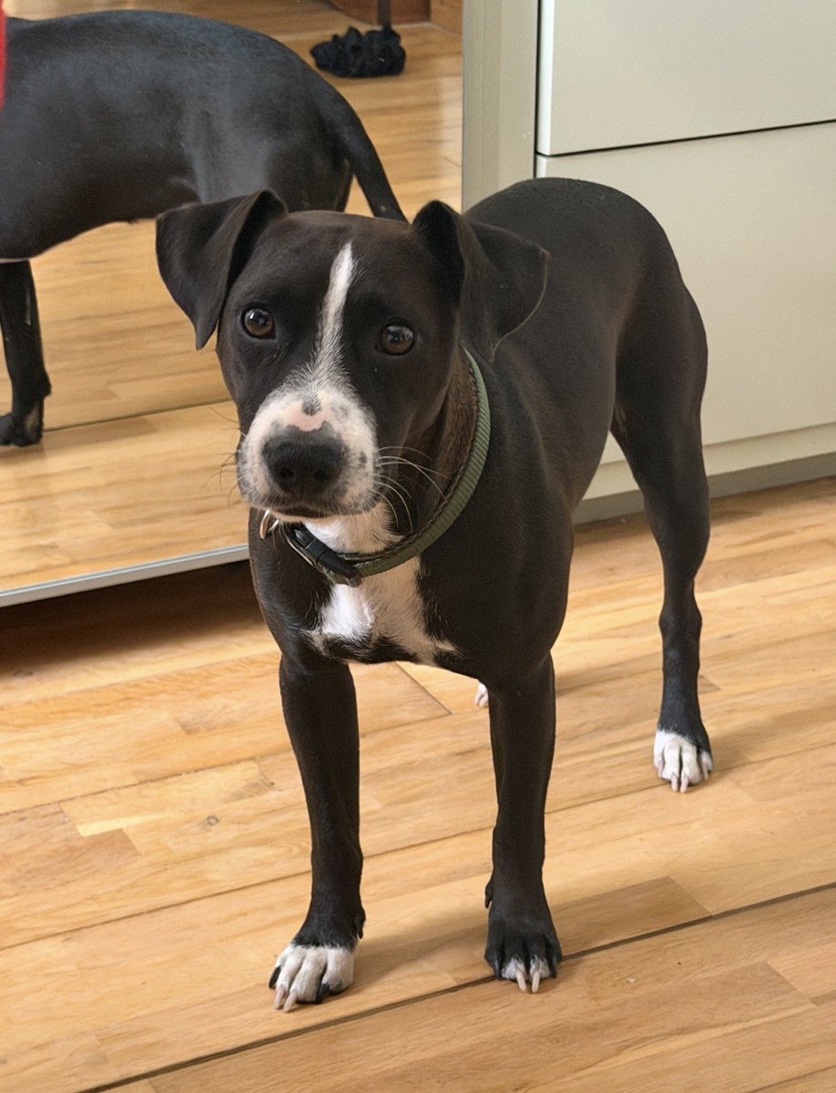 millypod1's tweet photo. 🆘22 SEPT 2026 #Lost Coco #ScanMe
Staffordshire Bull Terrier Cross Male
Nervous Dog (do not chase)
Chippenham Road in #Lyneham #Wiltshire #SN15
https://t.co/zg78x4xIr2 https://t.co/m7BvV8liQc