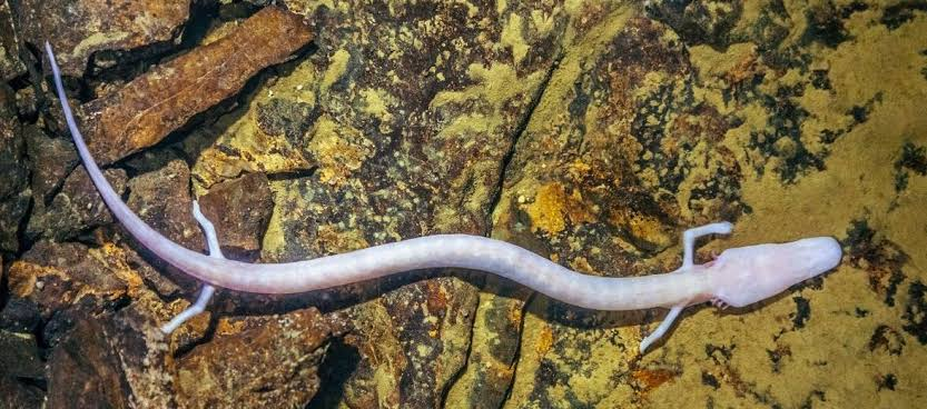 omithomimosaur's tweet photo. @fauxmantis seen many axolotls but i have never seen someone claim the amazing elegant Olm https://t.co/iX83o5IsnG