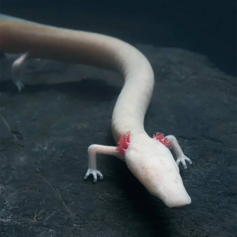 omithomimosaur's tweet photo. @fauxmantis seen many axolotls but i have never seen someone claim the amazing elegant Olm https://t.co/iX83o5IsnG