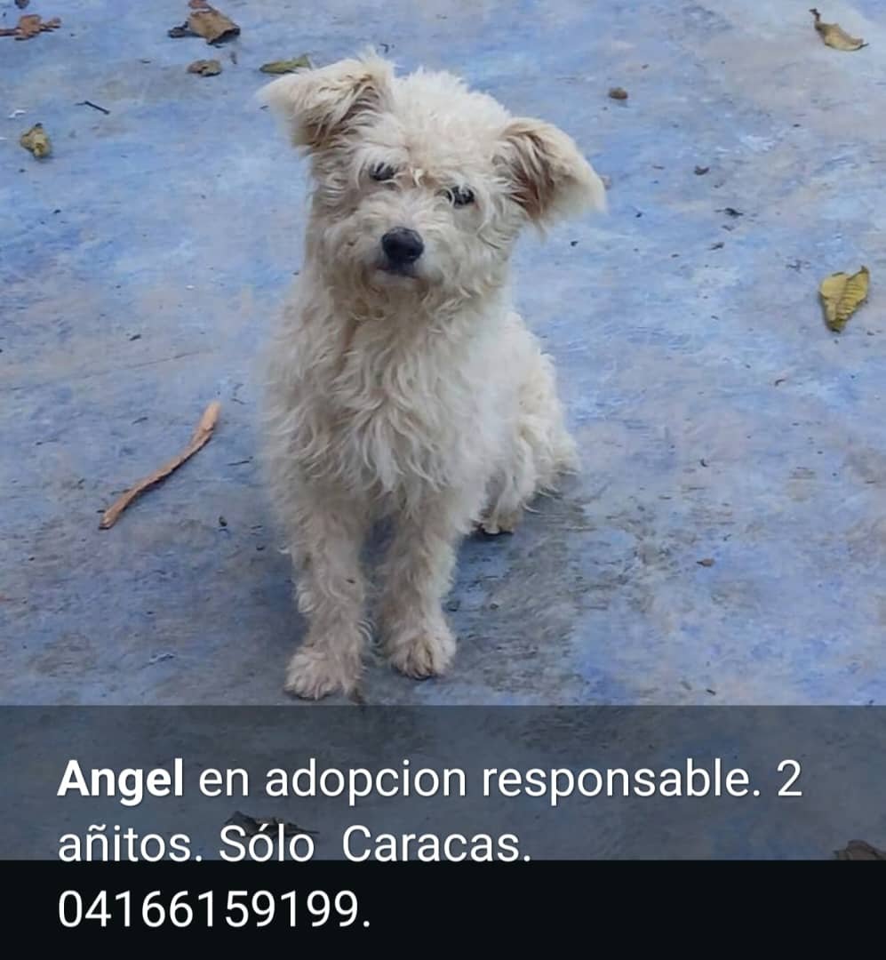 gracon27's tweet photo. #Caracas

🐶🩵🩵🐶🩵🐶🩵🐶🩵🩵🐶
Se busca hogar responsable para este angelito.
Tiene dos añitos

Adopta no compres🙏🏻
Favor difundir
🫂🇻🇪😍 https://t.co/cezyxgTlBT